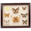 Image 1 : Framed Display of Eight Butterflies [207323]