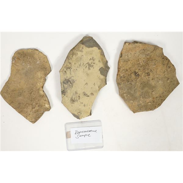 Trilobites, 30 Pounds [194721]