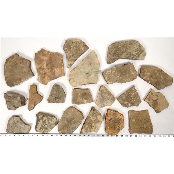 Trilobites, 20 Pounds [194605]