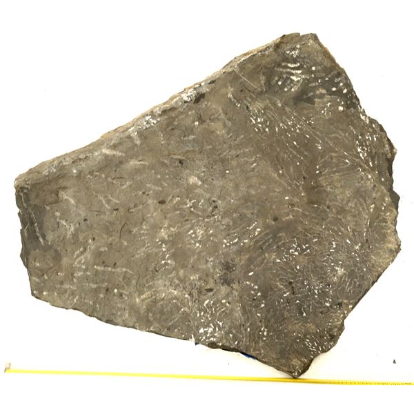 Crinoid Fossil Plate [159140]