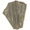 Image 2 : Crinoid Fossil Plate [159140]