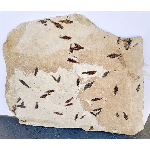 Fossil Fish Plate from Green River  - Stunning! [188276]