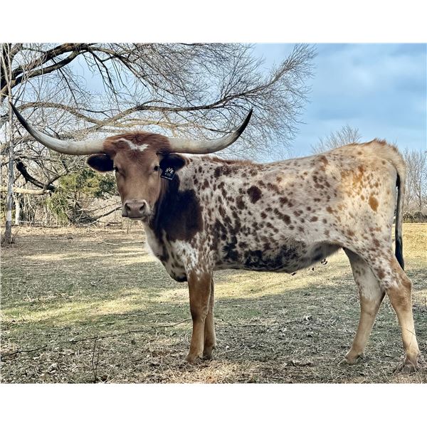 SCRATCH: MARYS IRON SUNDOWN