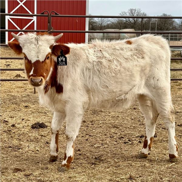 Cheyes Clear Win RVR