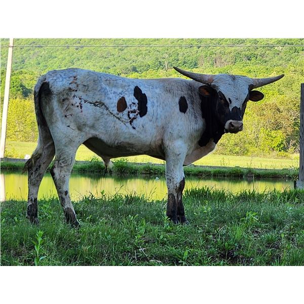 Scratch - Rough N Tumble