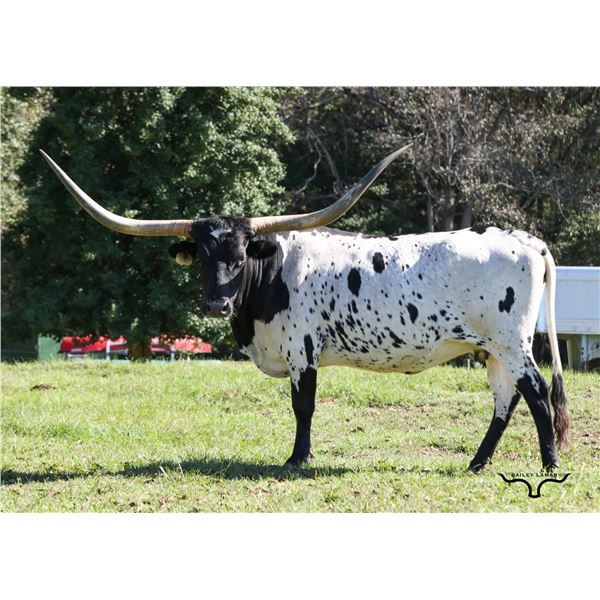 SCRATCH: KDK Brook's Oreo