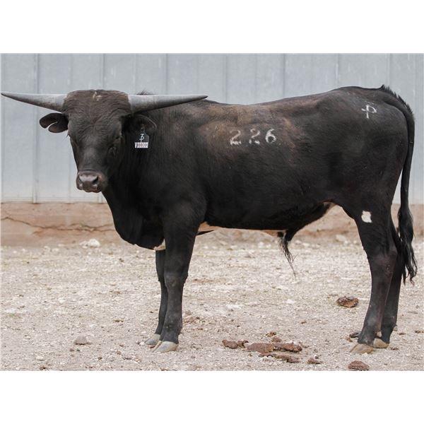 3P BLACK VOODOO