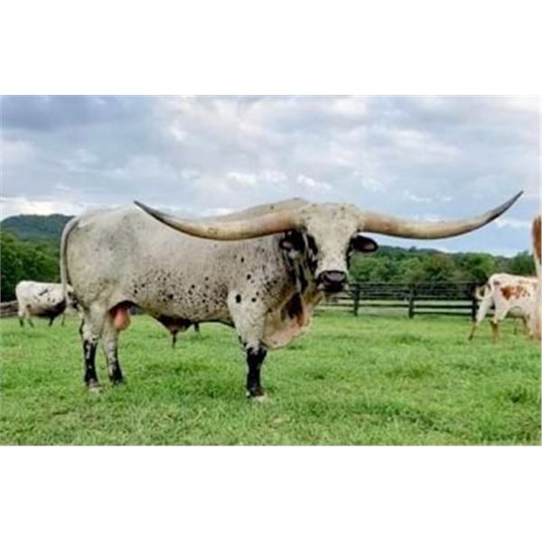 TUFF COWBOY DC. semen lot 5 straws
