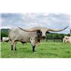 Image 1 : TUFF COWBOY DC. semen lot 5 straws