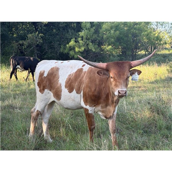 ERZ AMERICAN WONDER
