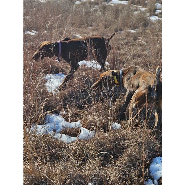 Coggins Game Birds - Pheasant Hunt