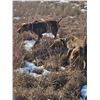 Image 1 : Coggins Game Birds - Pheasant Hunt