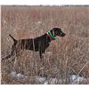 Image 2 : Coggins Game Birds - Pheasant Hunt