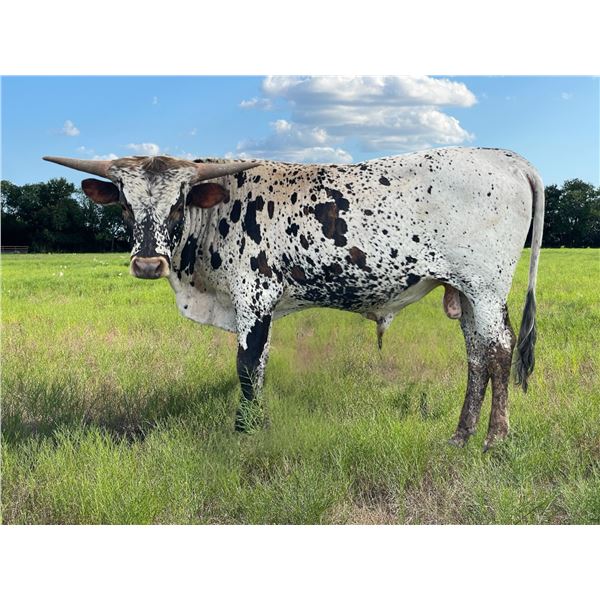 Sniper x Over The Moon Bull