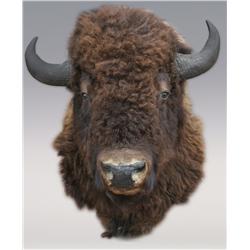 Buffalo Head Shoulder Mount