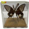 Image 1 : Well Done Taxidermy Butterflies