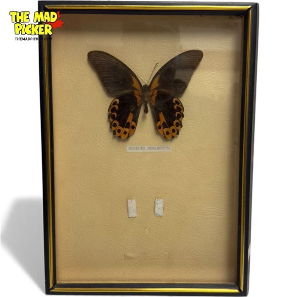 Taxidermy Butterfly : Papilo Rumanzovia