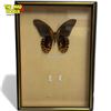 Image 1 : Taxidermy Butterfly : Papilo Rumanzovia
