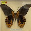 Image 2 : Taxidermy Butterfly : Papilo Rumanzovia