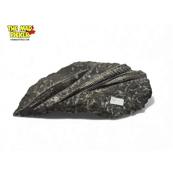 Fossilized Orthoceras Specimen