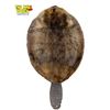 Image 1 : Vintage Beaver Pelt With Tail