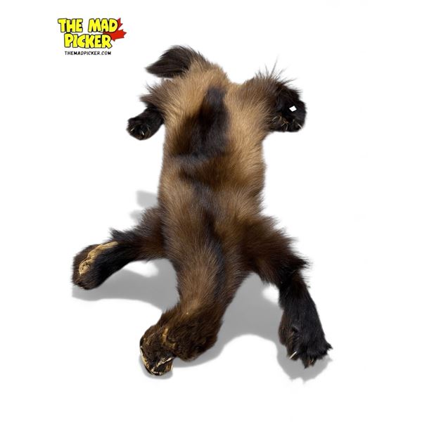 Vintage Taxidermy Wolverine