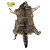 Image 1 : Vintage Taxidermy Raccoon Pelt