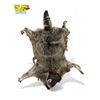 Image 2 : Vintage Taxidermy Raccoon Pelt