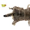 Image 4 : Vintage Taxidermy Raccoon Pelt