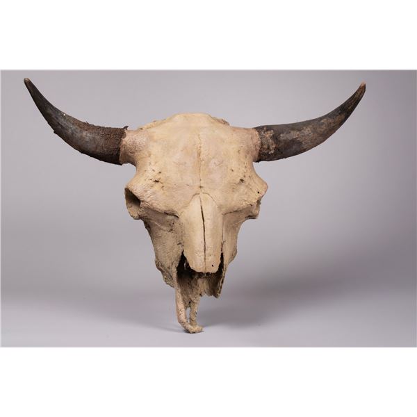 Bison Skull by artist Bill Freeman