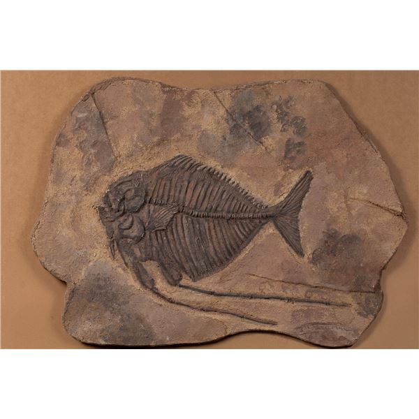 Bill Freeman Faux Fish Fossil with Fangs 22.5" x 31.5"