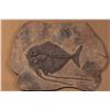 Image 1 : Bill Freeman Faux Fish Fossil with Fangs 22.5" x 31.5"