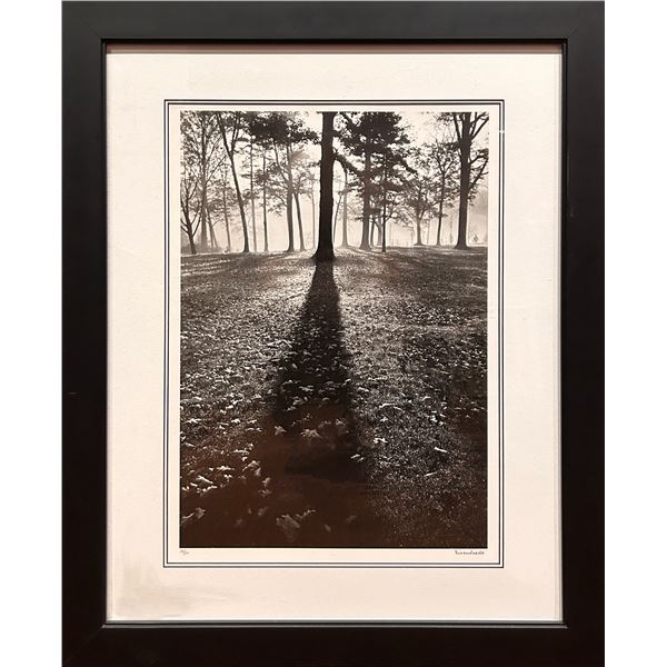 Alfred Eisenstaedt (1898 - 1995) "Shadows in the Forest", Autumn 1937