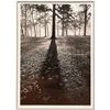 Image 2 : Alfred Eisenstaedt (1898 - 1995) "Shadows in the Forest", Autumn 1937