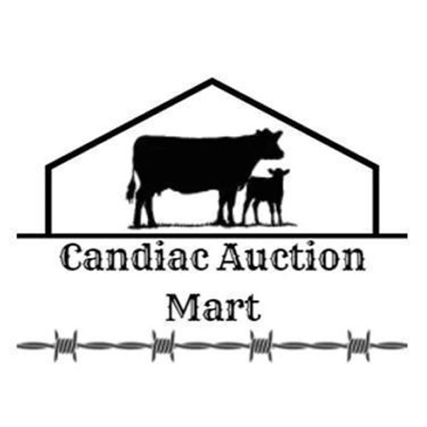Lot 279