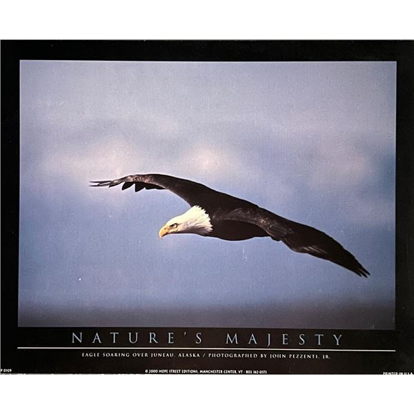 John Pezzenti Jr. Bald Eagle Art Print