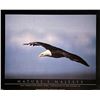 Image 1 : John Pezzenti Jr. Bald Eagle Art Print