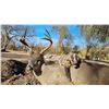 Image 4 : Mexican Coues Deer Hunt for 1 Hunter