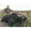 Image 1 : South African Female Cape Buffalo Hunt for 1 Hunter & 1 Observer