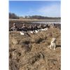 Image 15 : Missouri Pheasant Hunt for 2 hunters with Snowgoose Option