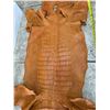 Image 3 : Pair of Tanned American Alligator Hides