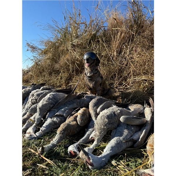 Texas Sandhill Crane Hunt for 1 Hunter