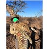 Image 1 : Namibian Baited Leopard Hunt for 1 hunter