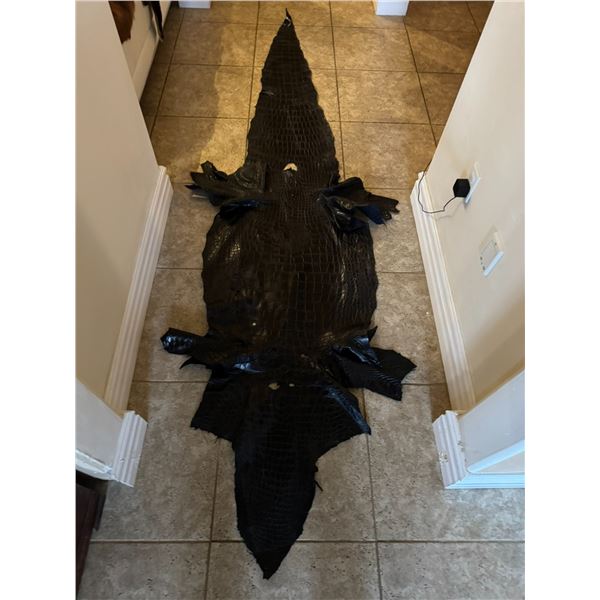 Large American Alligator Hide