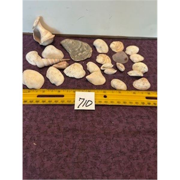 24 Asst. Sea Shells.