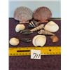 Image 1 : 13 Asst. Sea Shells.