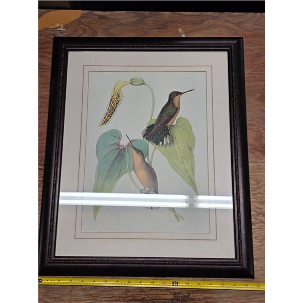 Picture of humming birds- 23" by 19"