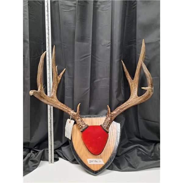" dear rack mount" 1966 resident deer seal (45277)