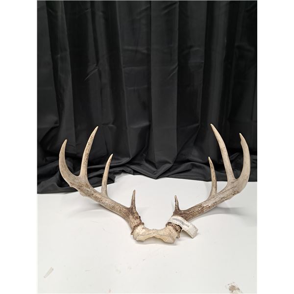 " white tailed deer set of antlers" antler head seal (2010)