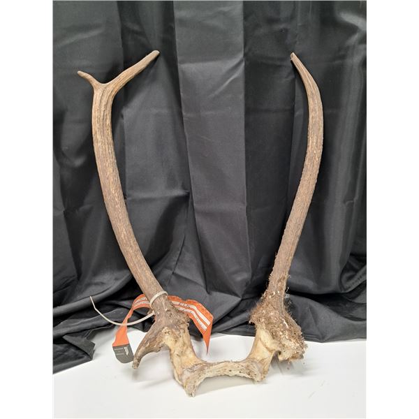 "elk antler set" 2013